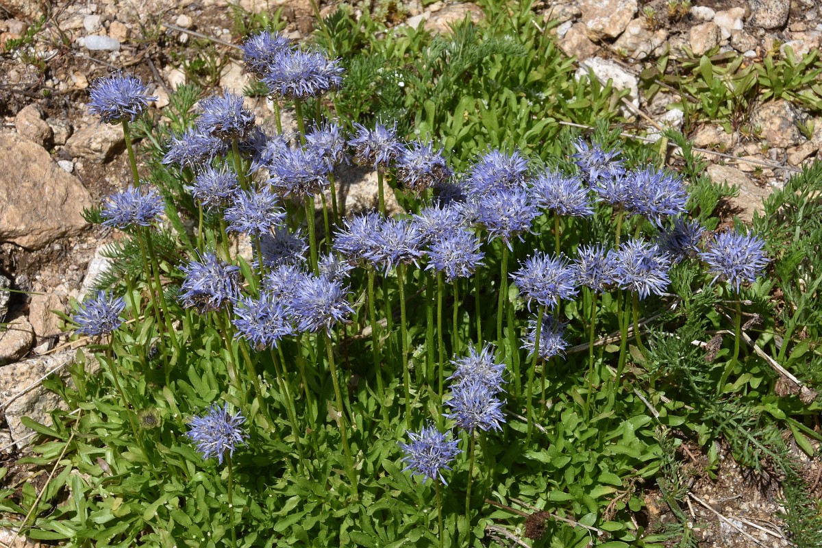 Jasione Bulgarica